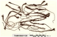 藏品(土馬騣)的圖片